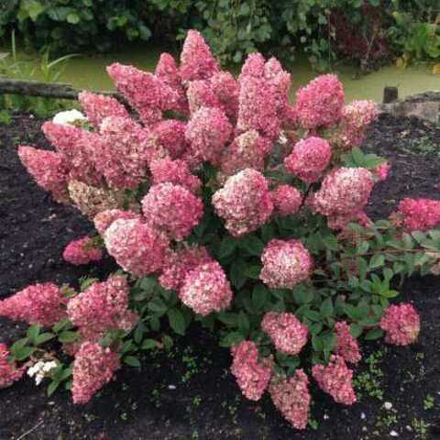 Гортензия метельчатая "Fraise Melba"