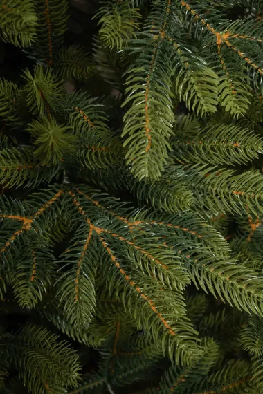 Искусственная елка Приморская 180 см., 100% литая хвоя, Елкиторг (53180)