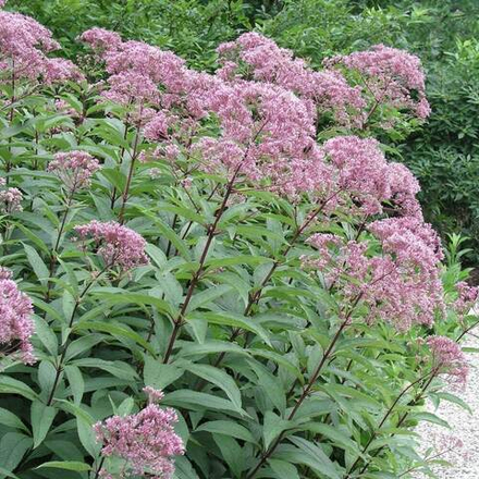 Посконник пятнистый "Atropurpureum". Eupatorium maculatum "Atropurpureum".