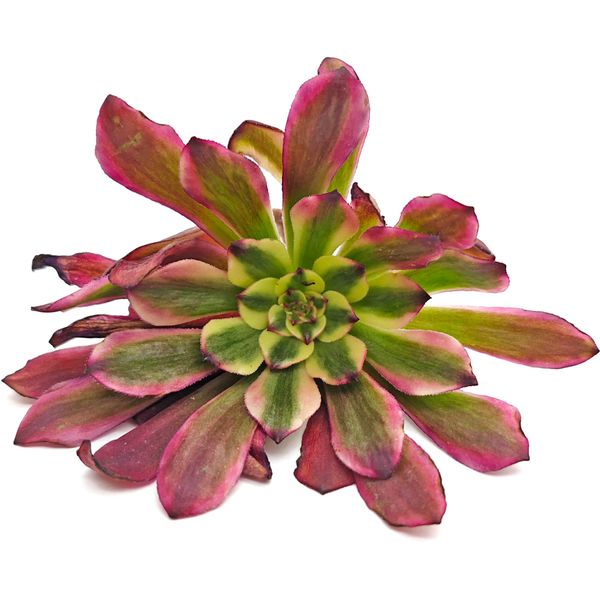 Суккулент Эониум Мики