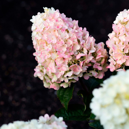 Гортензия метельчатая Литл Блоссом (Little Blossom)