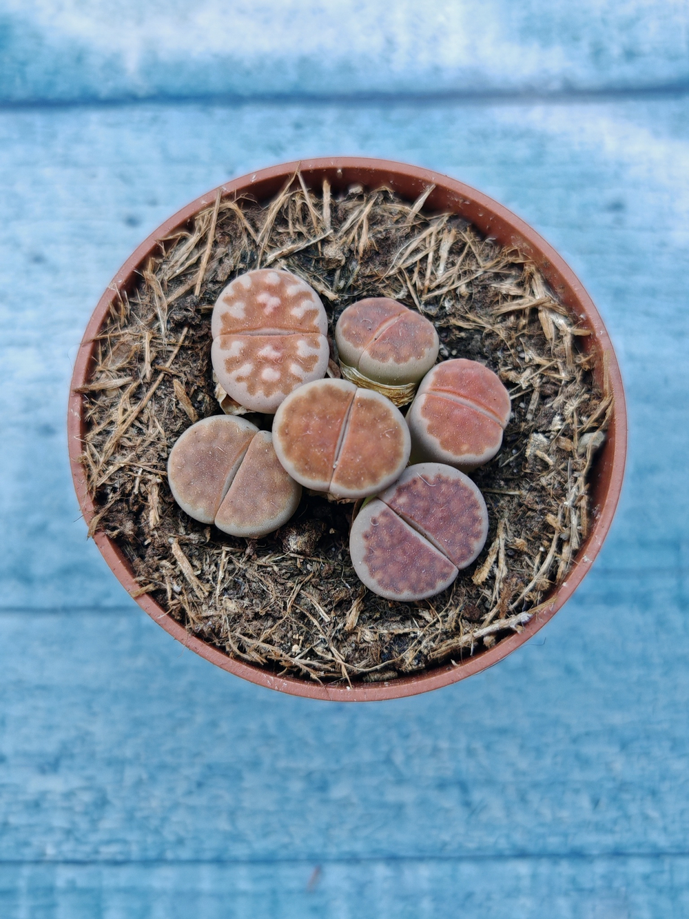 Lithops sp. (Литопсы)