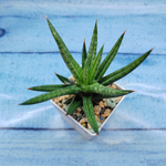 Sansevieria Francisii (Сансевиерия)
