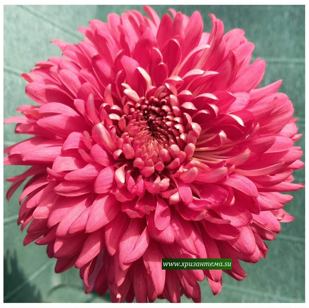 Хризантема крупноцветковая Misty Red/ан 26 отгрузка май 26г/