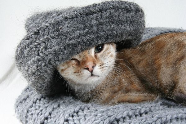 Линька Линька