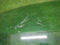 DSCN4249.jpg