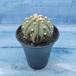 Astrophytum Asterias (Астрофитум)