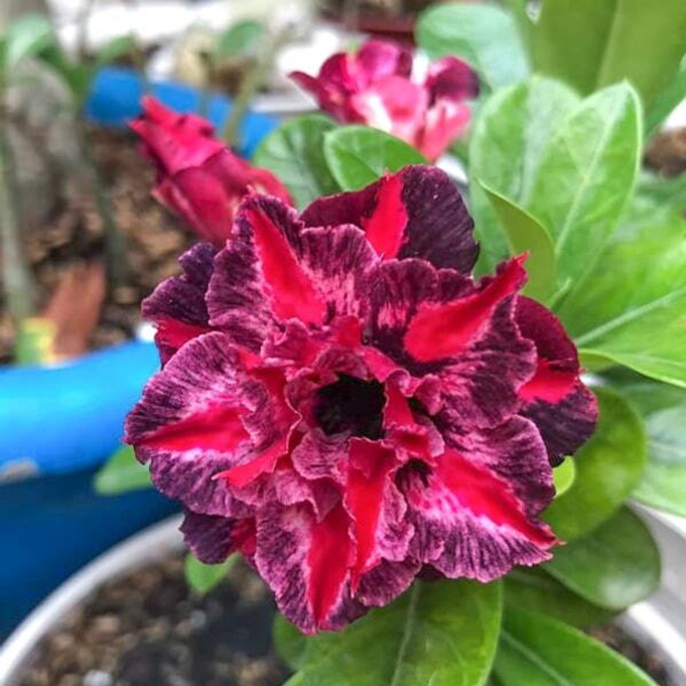 Адениум обесум 344 Thiên Hà