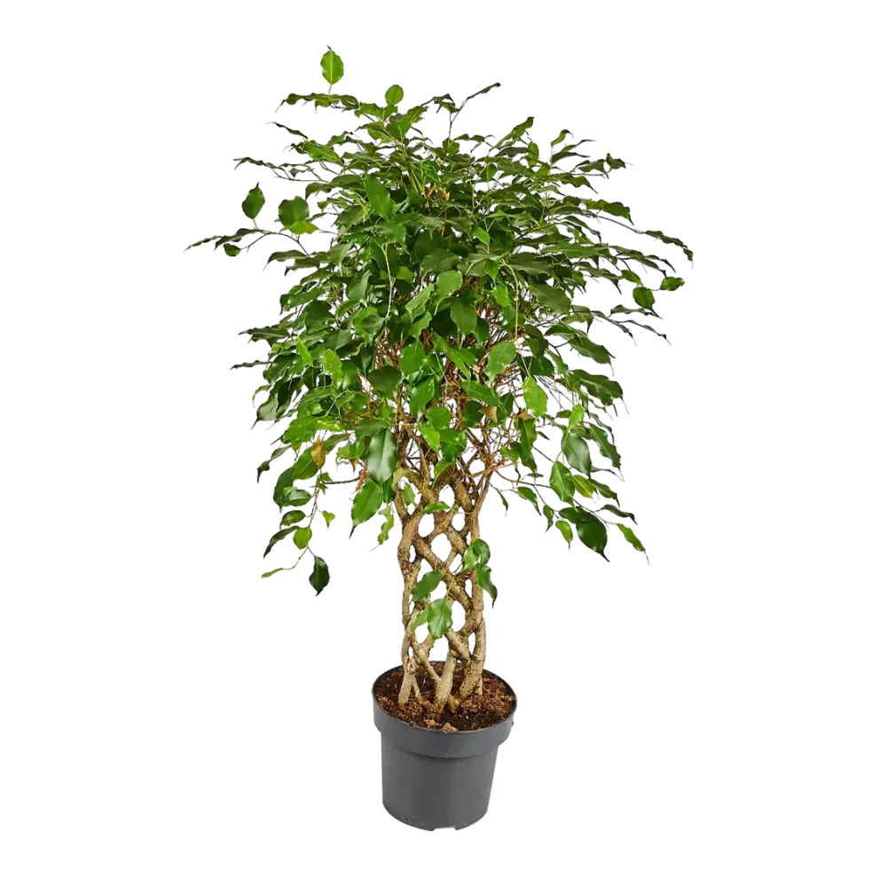 Фикус Амстел Кинг Решетка