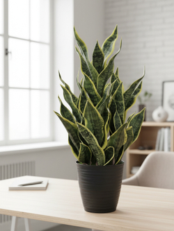 Щучий хвост Дракон зеленый в кашпо