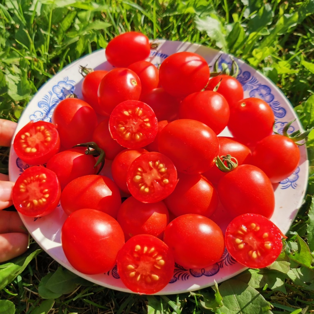 Помидоры Для Зимнего Хранения - Italia Grappoli D'Inverno Tomato