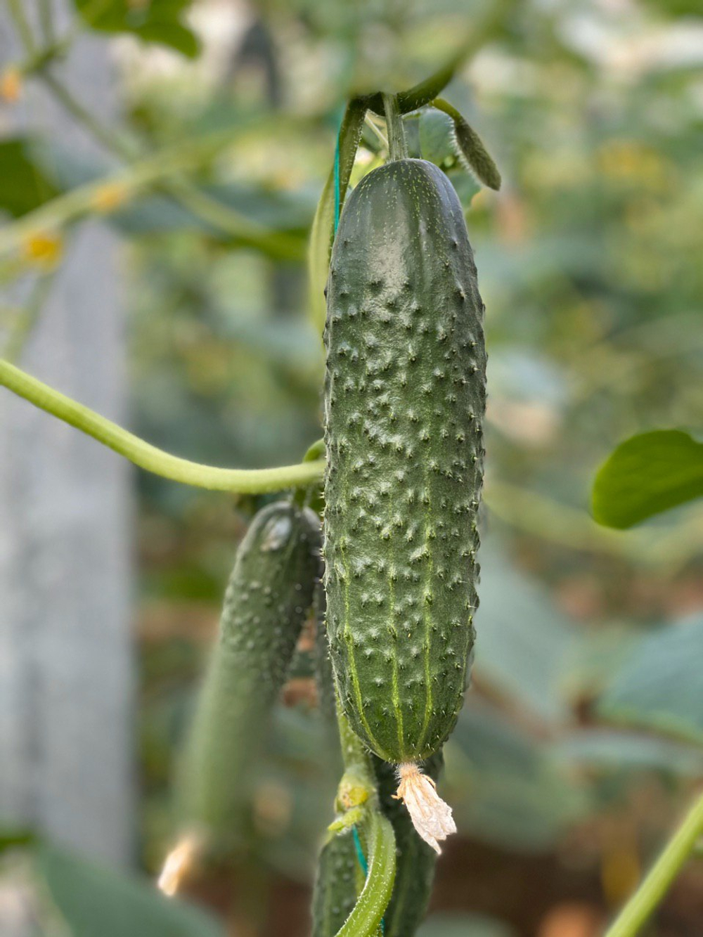 Баде F1 семена огурца партенокарпического ( Yuksel Tohum / )