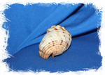 Sea shell Cantharus melanostoma, Кантарус меланостома, Ракушка Черноустый Кантарус