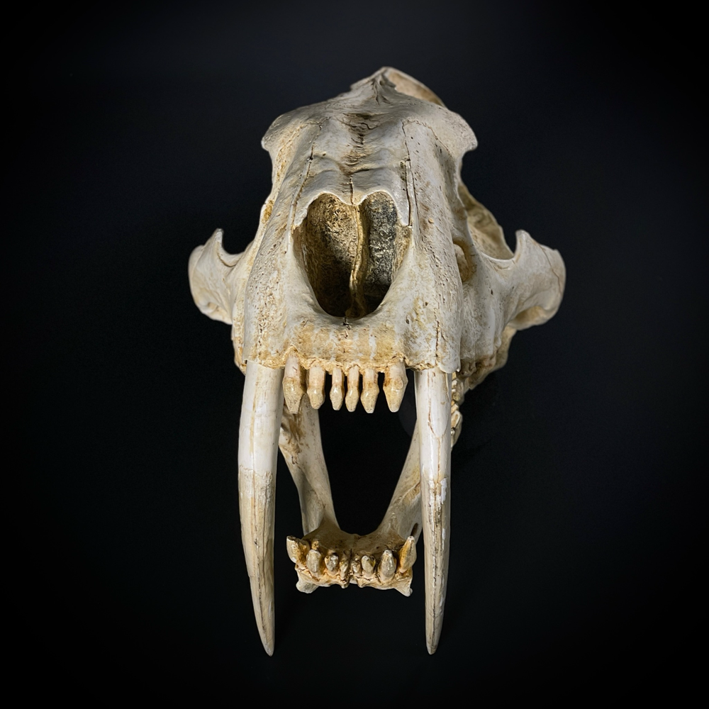 Smilodon