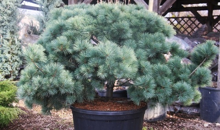 Сосна Веймутова Блю Секрет С15 30-40