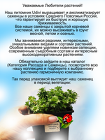 Камнеломка Цветочный ковёр розовая многолетняя