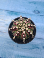 Gymnocalycium T-Rex Pink hybride (Гимнокалициум T-rex)