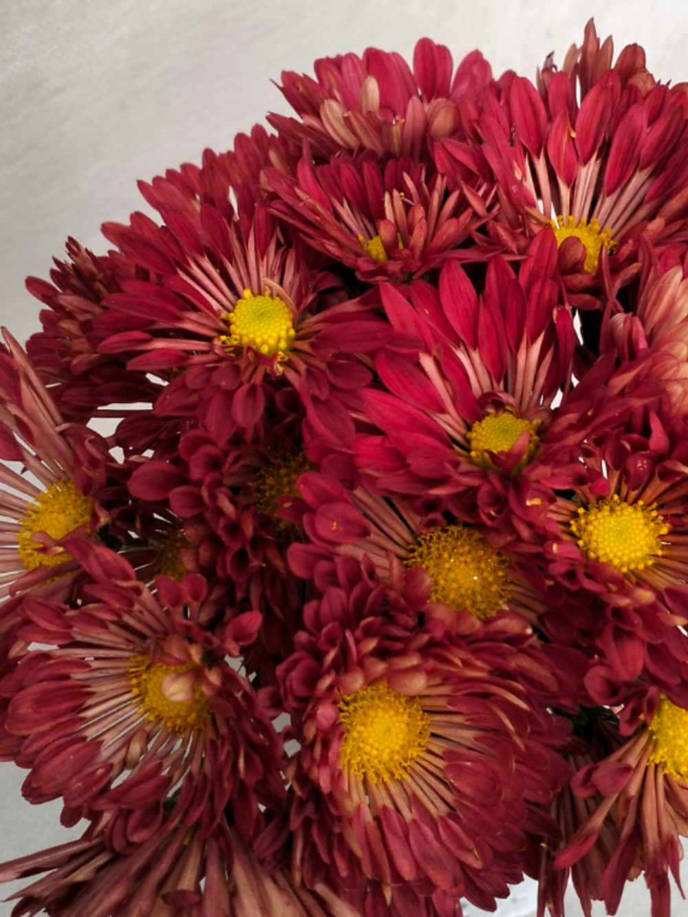 🍀Корейская хризантема Вересневый Бисер /з.51/поставка весна 2026г/