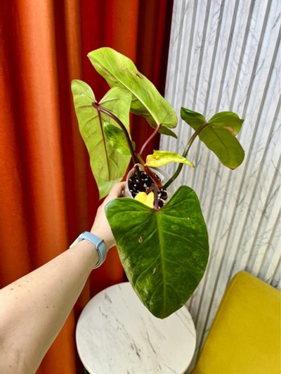 Филодендрон Медуза, D8см Н25см, 1шт, Urban Jungle (7583)