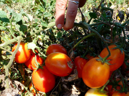 Помидоры Венгерские Kecskeméti 549 - Кечкемети 549