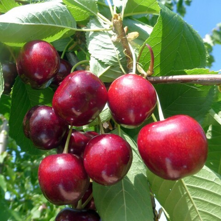 Черешня РОДИНА