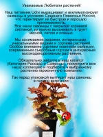 Колеус Черезвычайно горячий Викед Хот
