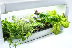 Гидропонная установка "Милашка"