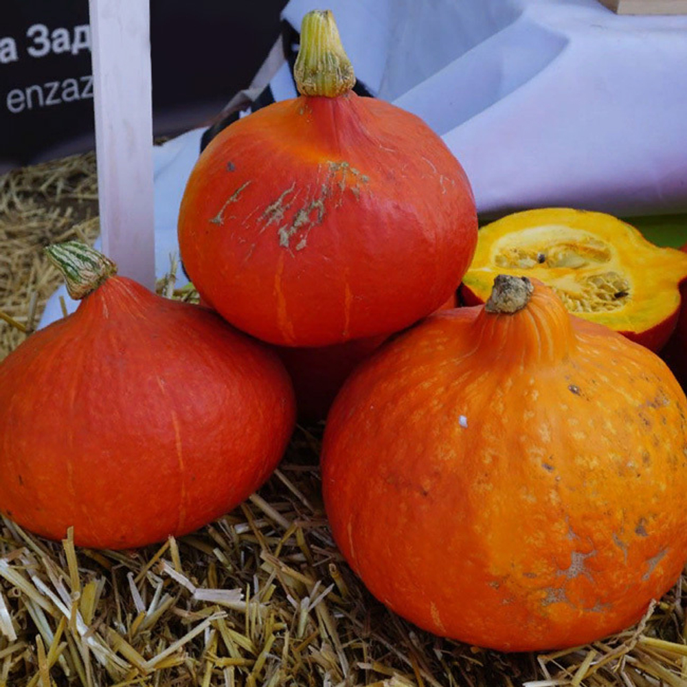 Оранж Саммер F1 семена тыквы (Enza Zaden / Энза Заден)