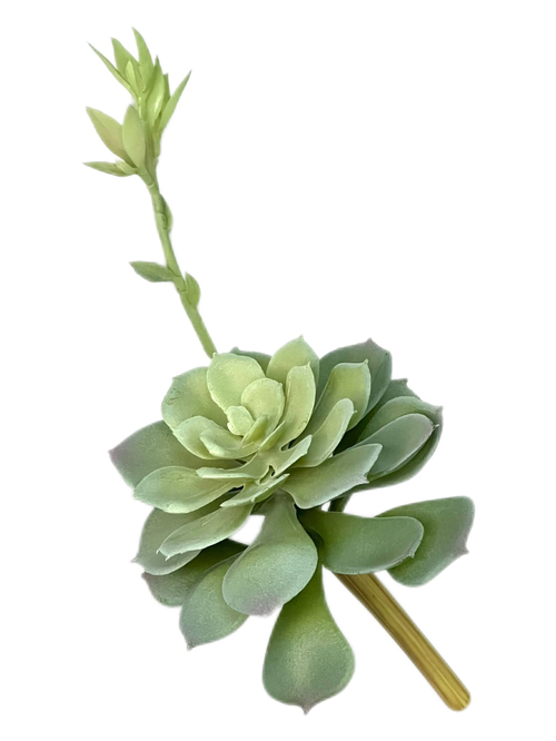 Суккулент 103 сизый