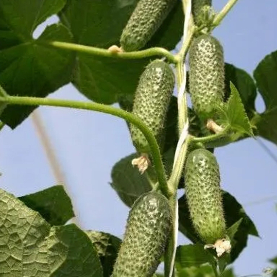 Беттина F1 семена огурца партенокарпического (Nunhems / Нюнемс) культура – фото 4