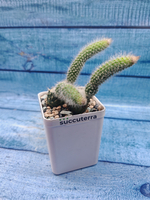 Hildewintera Colademononis (Хильдевинтера)