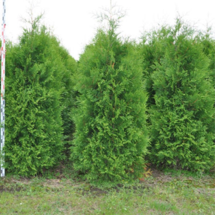 Туя западная Брабант С5 40-60