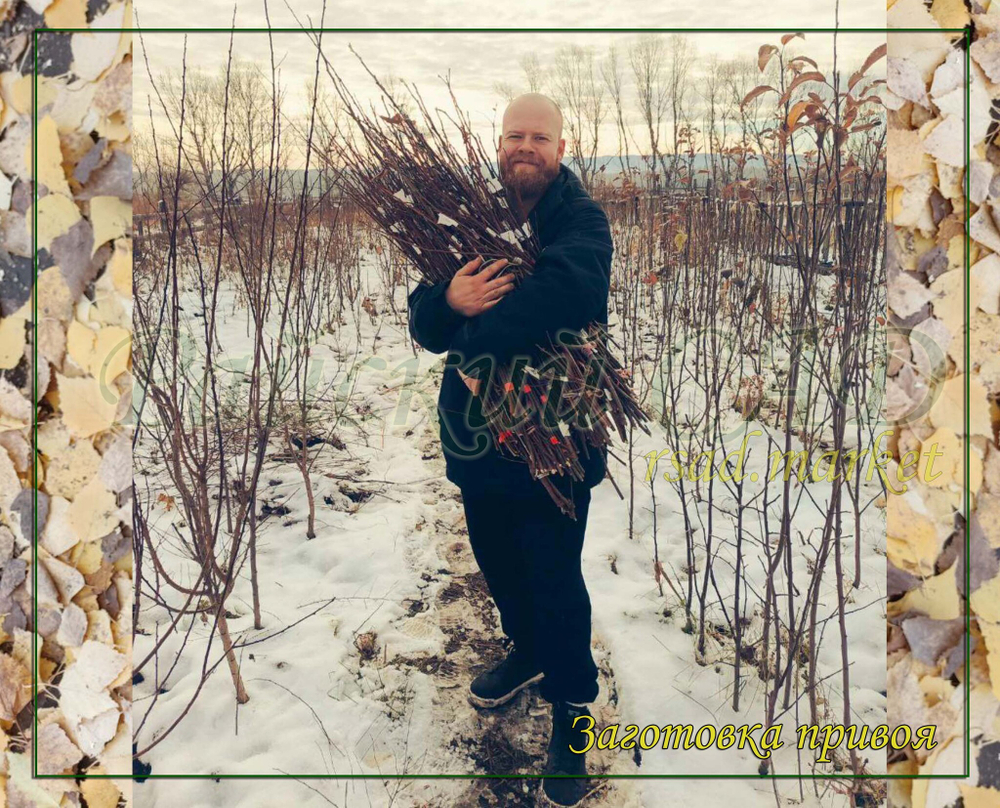 Привой (черенки для прививки)