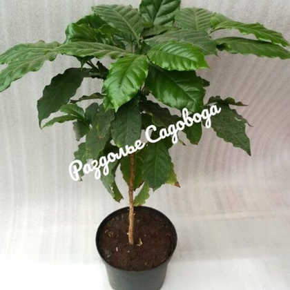 Кофе Арабика Нана (горшок 1 л)