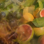 Dr. Vranjes Pompelmo Cassis диффузор (аромат грейпфрут и смородина)