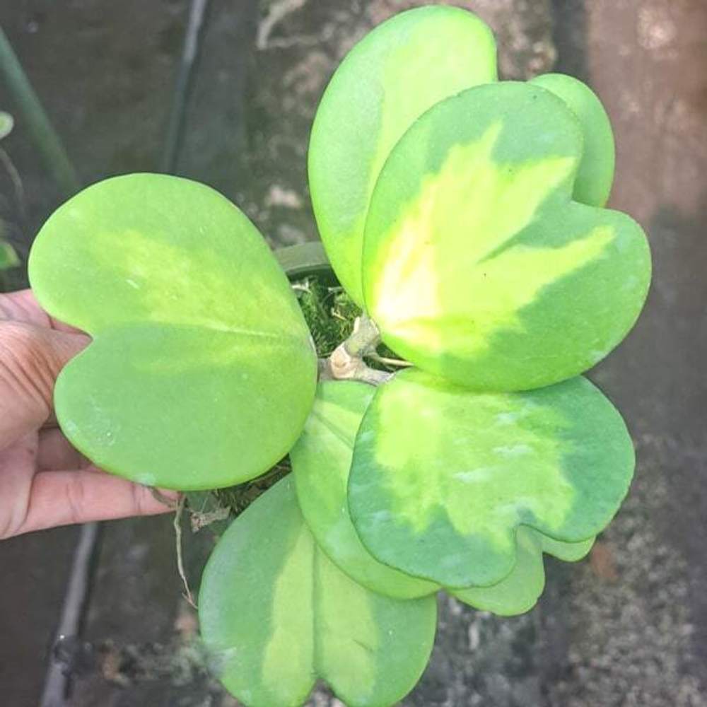 Хойя KERRII VAR INSINDE