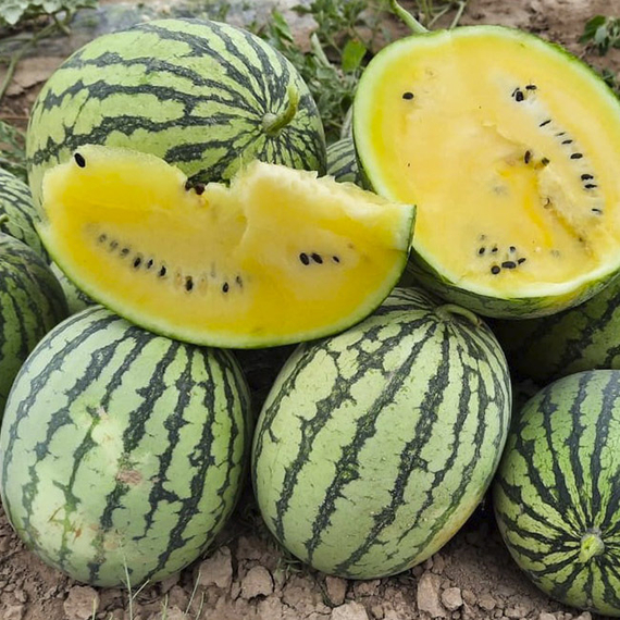 ШАМПАНЬ F1 семена арбуза (Takii | Alexagro) – фото 3