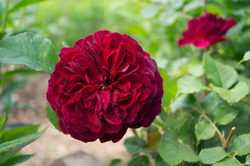 Роза Бисэнтэнер дэ Гийо Закупка М16 июнь 2026