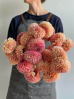 Георгин Sweet Sanne (корень) Закупка М55 апрель 2026