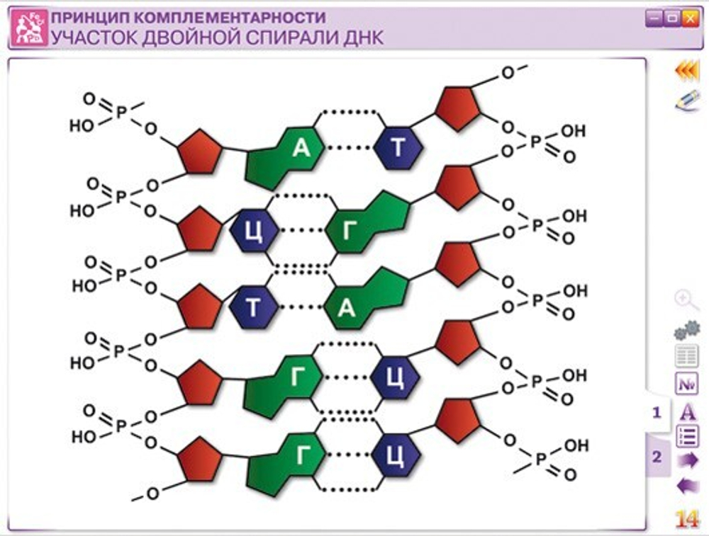 Наглядная химия. Органическая химия. Белки и нуклеиновые кислоты