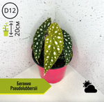 Бегония Pseudolubbersii D12 H20