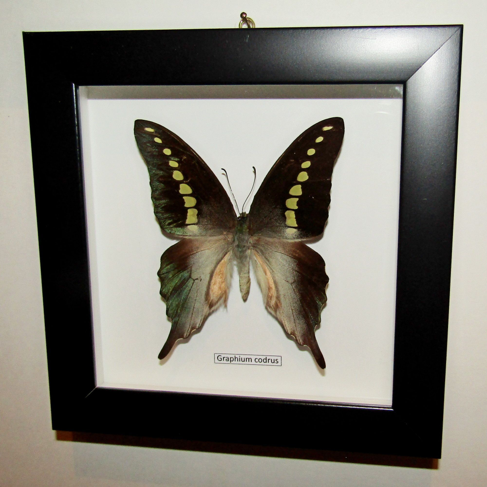 Бабочка Graphium codrus