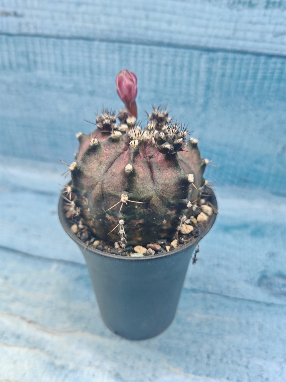 Gymnocalycium T-Rex Pink hybrid (Гимнокалициум T-rex)