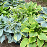 Хоста в ассортименте С2