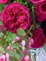 Роза английская Кейт