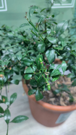 Микроцитрус "Blood Lime"