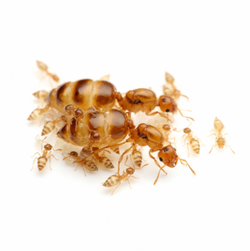 Муравьи Crematogaster biroi (Золотистый муравей-акробат)