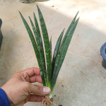 Сансевиерия MINI BAT