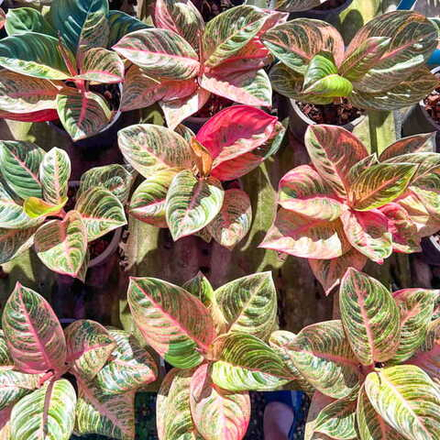 Аглаонема ESCHERI